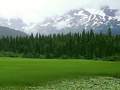 Greener Pastures, Moose Pass, Alaska